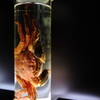 琵琶湖博物館　藻屑蟹　標本展示