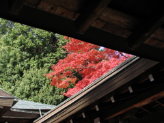 屋根越しの紅葉
