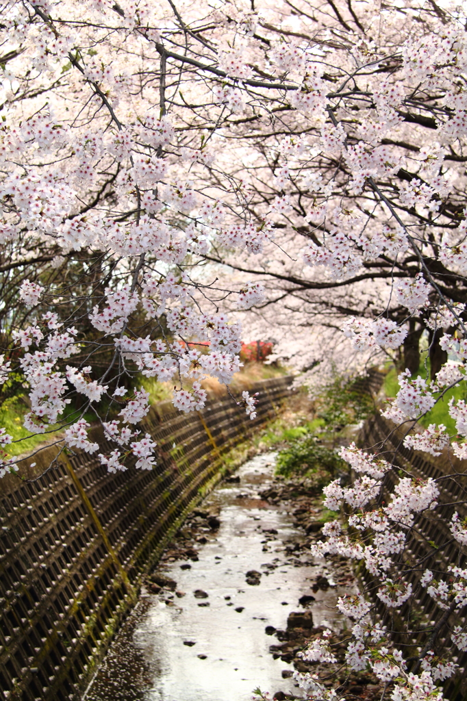 川沿いの桜