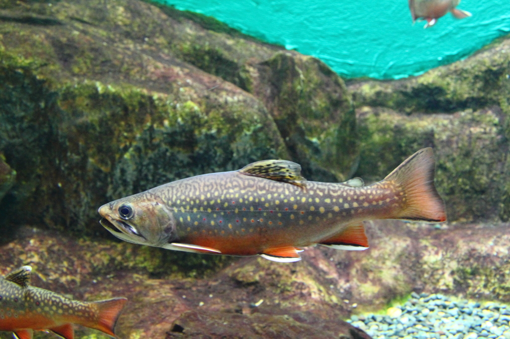 琵琶湖博物館　水族展示　鮎系？