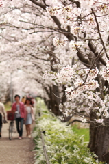 桜の沿道