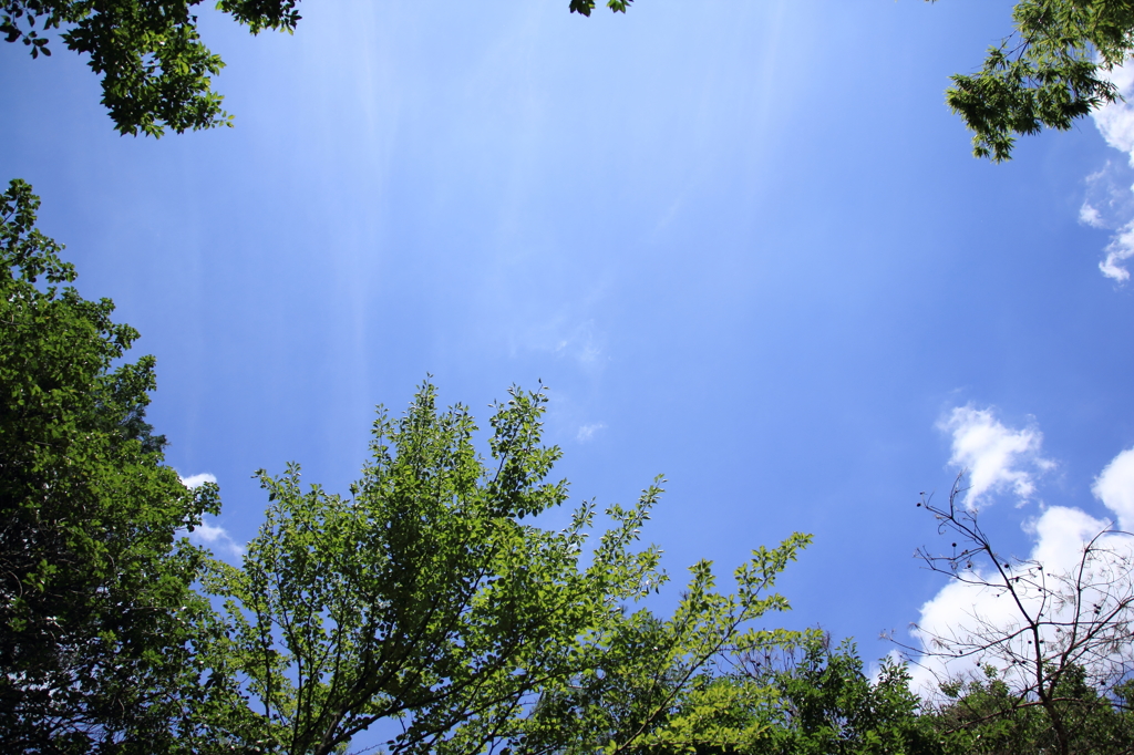 夏の空