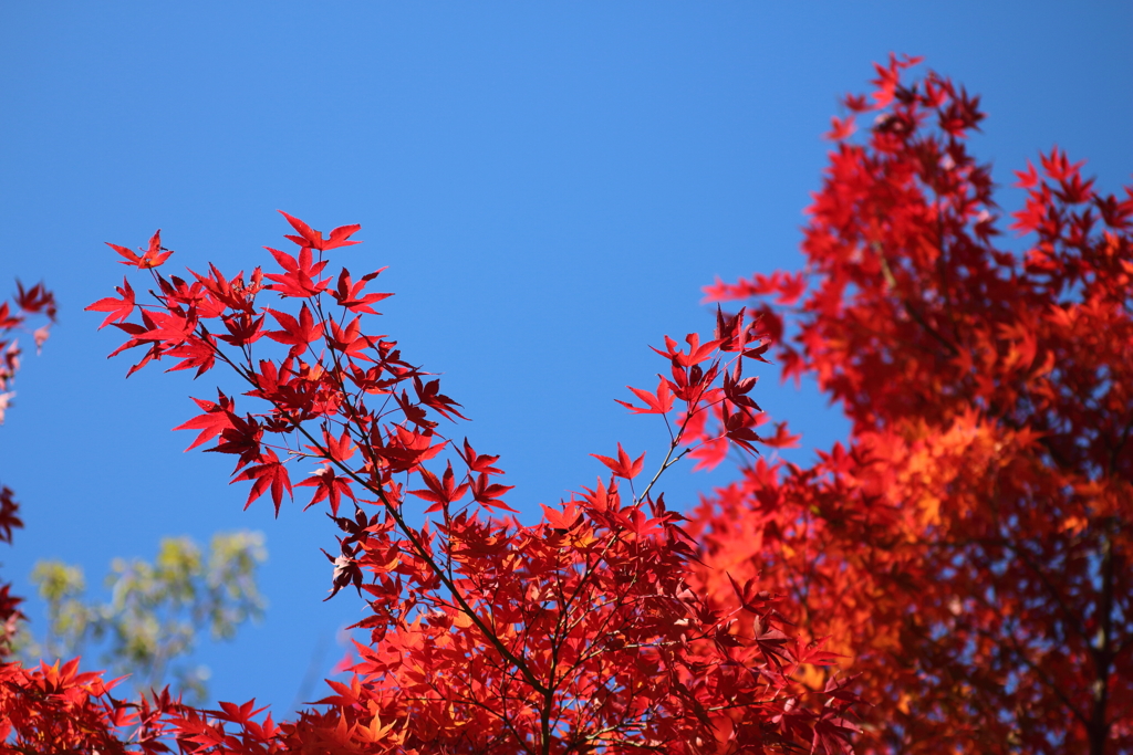 蒼と紅