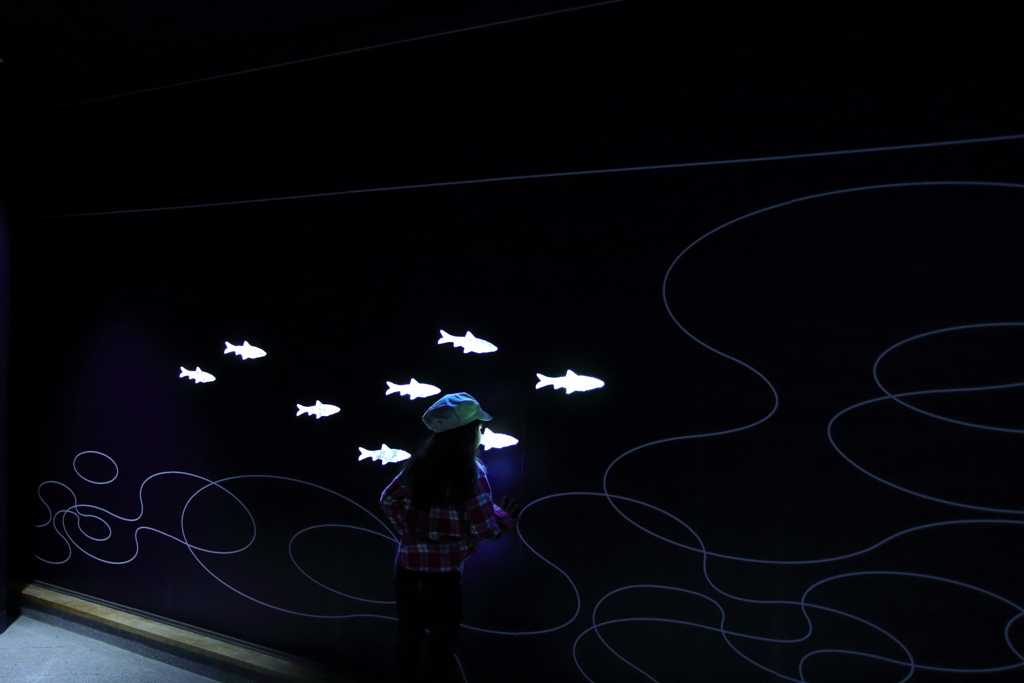 琵琶湖博物館　光る魚