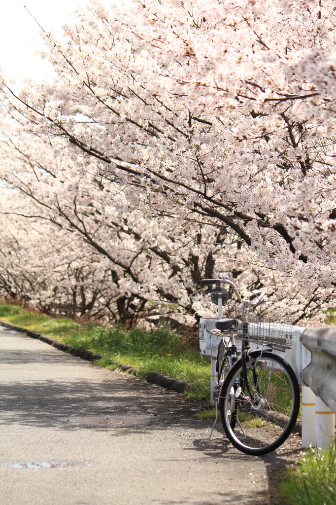 桜と自転車