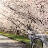 桜と自転車