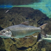琵琶湖博物館　水族展示　鮭系？