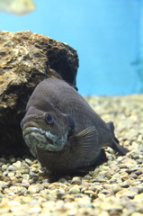 琵琶湖博物館　水族展示　ブルーギル