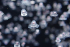 加茂水族館　