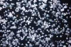 加茂水族館のクラゲ