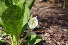 IMGP0391