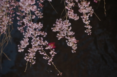 花筏？