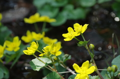 IMGP0378