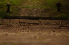 仙台　亀岡八幡宮をOLD　LENSでぷらり