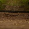 仙台　亀岡八幡宮をOLD　LENSでぷらり