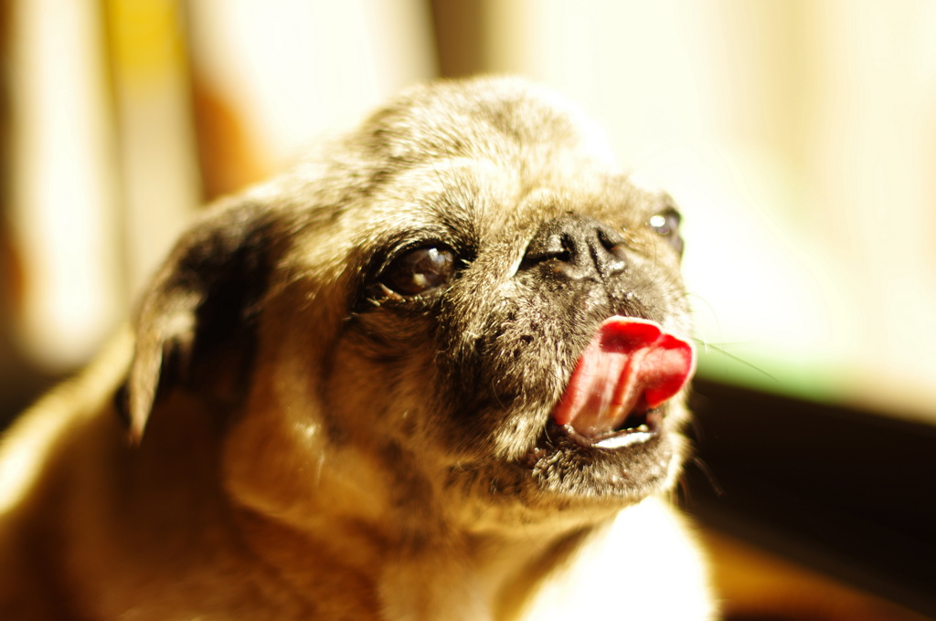 寝起きのPUG