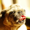 寝起きのPUG