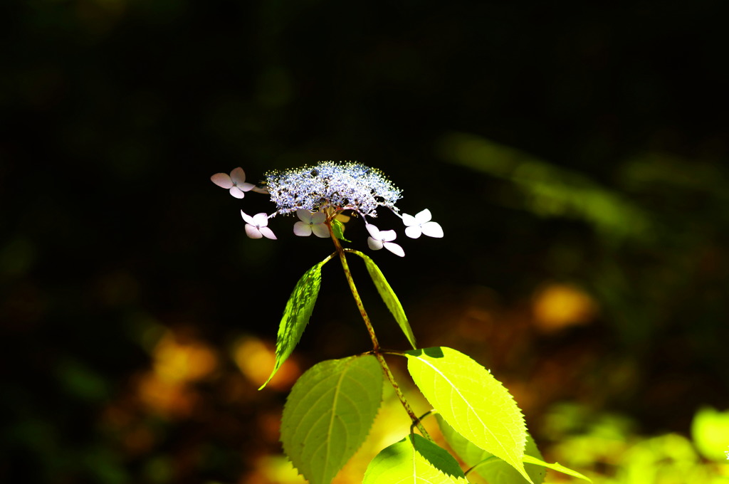 紫陽花