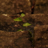 仙台　亀岡八幡宮をOLD　LENSでぷらり