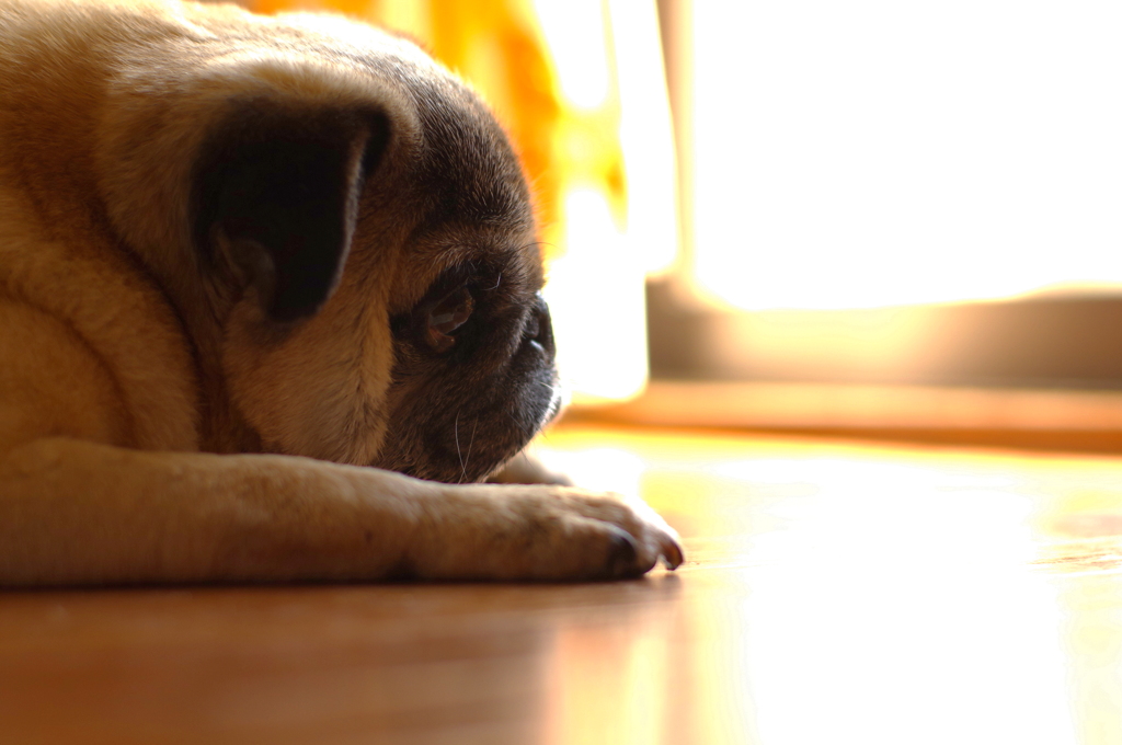 ＰＵＧ　～陽だまり～