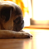 ＰＵＧ　～陽だまり～