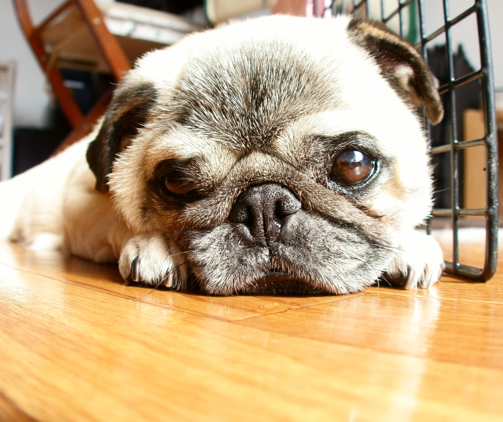 I LOVE PUG