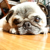 I LOVE PUG