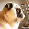 I LOVE PUG