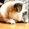 I LOVE PUG