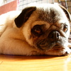 I LOVE PUG