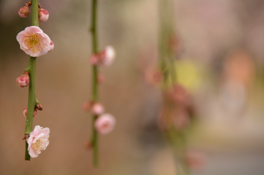 梅5
