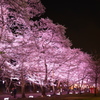 夜桜並木