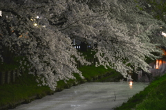 川沿いの夜桜