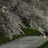 川沿いの夜桜