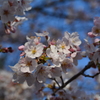 高崎さくら