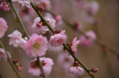 梅4