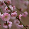 梅4