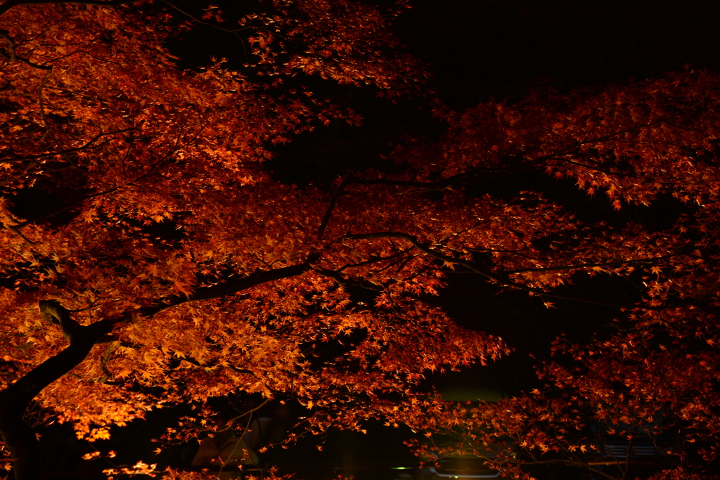 紅葉　3