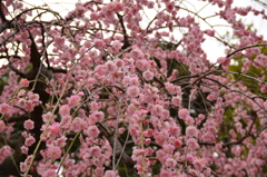 梅7