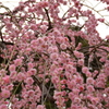 梅7