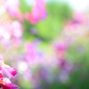 秋桜　7