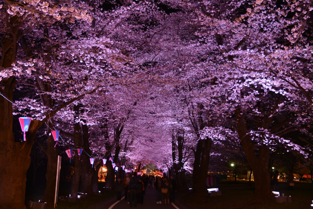 桜　トンネル