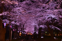 桜　トンネル
