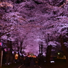 桜　トンネル