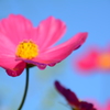 秋桜　6