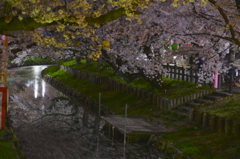 川沿いの夜桜
