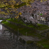 川沿いの夜桜