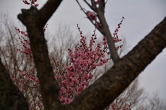 梅9