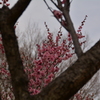 梅9
