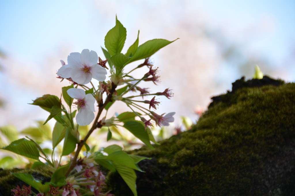 花・葉・桜